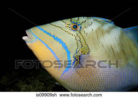 Close-up of Queen triggerfish View Large Photo Image Stock Image - Close-up of Queen triggerfish. Fotosearch
