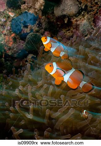 Clownfish within an anemone View Large Photo Image Stock Photo - Clownfish within an anemone. Fotosearch