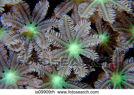 Cluster of Flower soft corals View Large Photo Image Stock Image - Cluster of Flower soft corals. Fotosearch