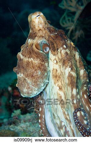 Common octopus on a coral reef View Large Photo Image Stock Image - Common octopus on a coral reef. Fotosearch