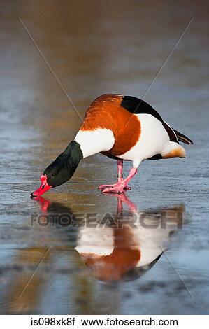 Stock Image - Common shelduck. Fotosearch