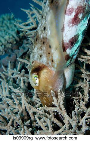 Cuttlefish hiding eggs in reef View Large Photo Image Stock Image - Cuttlefish hiding eggs in reef. Fotosearch