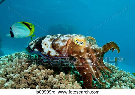 Cuttlefish laying eggs in reef View Large Photo Image Stock Image - Cuttlefish laying eggs in reef. Fotosearch