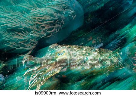 Cuttlefish on reef View Large Photo Image Picture - Cuttlefish on reef. Fotosearch
