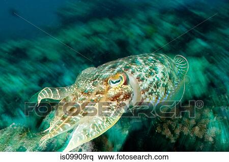 Cuttlefish on reef View Large Photo Image Stock Photography - Cuttlefish on reef. Fotosearch