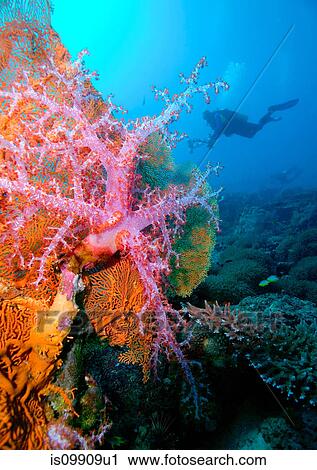 Diver on coral reef View Large Photo Image Stock Image - Diver on coral reef. Fotosearch