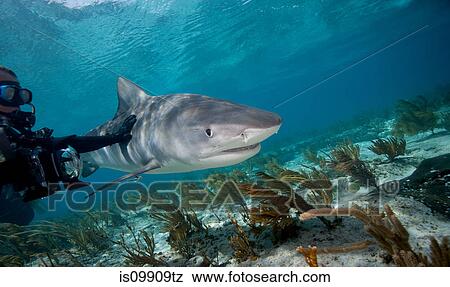 Diver touches Tiger shark View Large Photo Image Stock Photo - Diver touches Tiger shark. Fotosearch