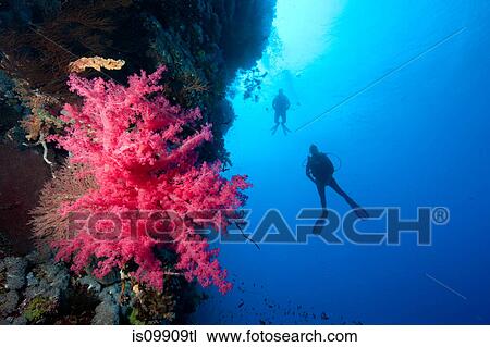 Divers alongside coral wall View Large Photo Image Stock Image - Divers alongside coral wall. Fotosearch