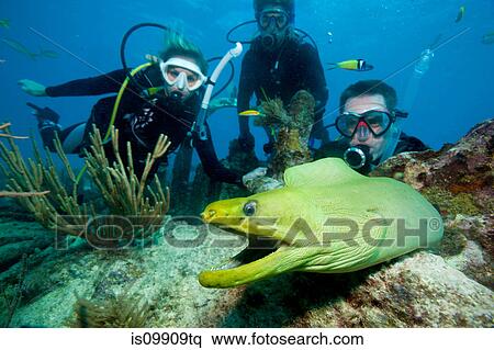 Divers with moray eel View Large Photo Image Stock Photography - Divers with moray eel. Fotosearch