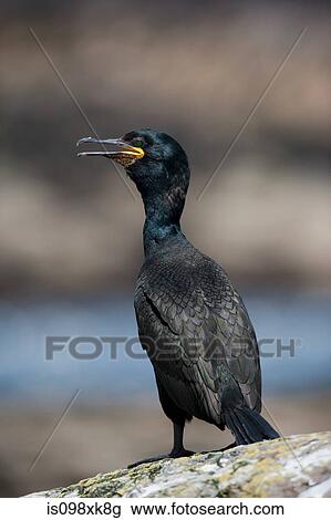 European shag, Farne Islands, Northumberland, England View Large Photo Image Stock Image - European shag, Farne Islands, Northumberland, England. Fotosearch
