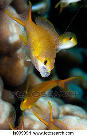 Female Scalefin anthias View Large Photo Image Stock Image - Female Scalefin anthias. Fotosearch