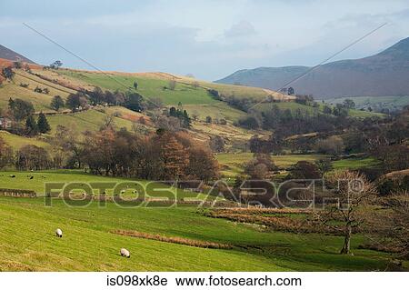 Field and trees in countryside, Cumbria, UK View Large Photo Image Stock Image - Field and trees in countryside, Cumbria, UK. Fotosearch
