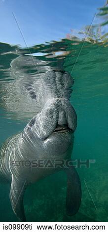 Florida Manatee View Large Photo Image Stock Image - Florida Manatee. Fotosearch