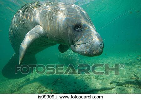Florida Manatee View Large Photo Image Stock Image - Florida Manatee. Fotosearch