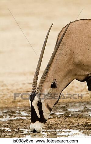 Stock Photo - Gemsbok drinking water. Fotosearch