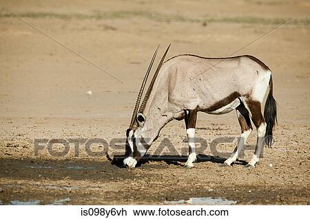 Gemsbok in desert View Large Photo Image Stock Image - Gemsbok in desert. Fotosearch