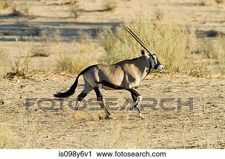 Stock Image - Gemsbok walking in desert. Fotosearch