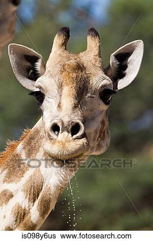 Stock Photograph - Giraffe, close up. Fotosearch