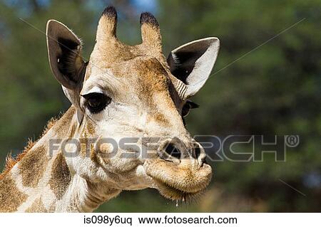 Giraffe, close up View Large Photo Image Stock Photography - Giraffe, close up. Fotosearch