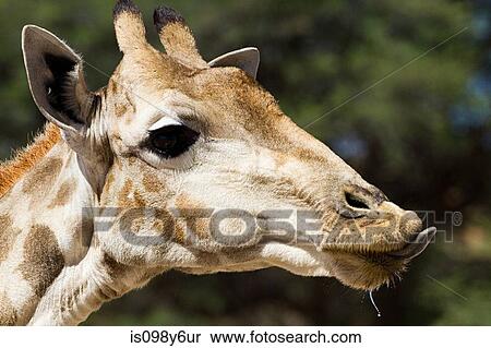 Stock Photography - Giraffe, close up. Fotosearch