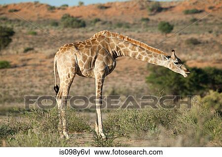 Giraffe in desert View Large Photo Image Stock Image - Giraffe in desert. Fotosearch