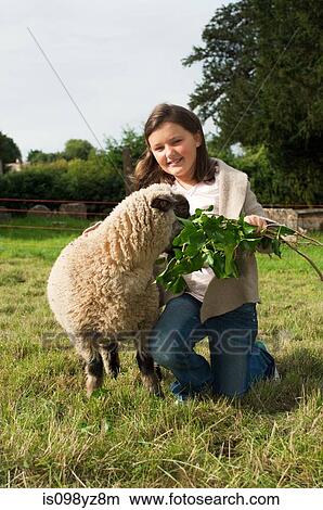 Girl feeding sheep in field View Large Photo Image Picture - Girl feeding sheep in field. Fotosearch