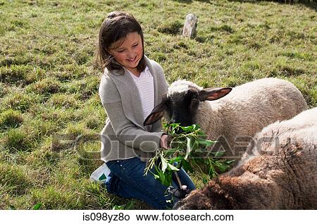 Picture - Girl feeding sheep in field. Fotosearch