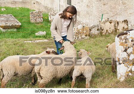 Girl feeding sheep View Large Photo Image Picture - Girl feeding sheep. Fotosearch