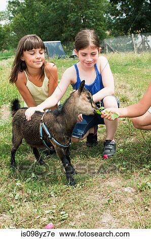 Girls feeding goat kid in field View Large Photo Image Stock Image - Girls feeding goat kid in field. Fotosearch