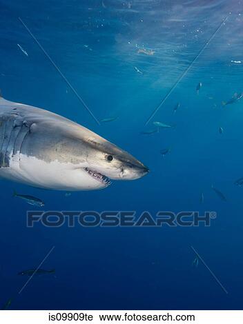 Great White Shark, Mexico View Large Photo Image Stock Image - Great White Shark, Mexico. Fotosearch
