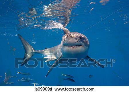 Stock Image - Great White Shark, Mexico. Fotosearch