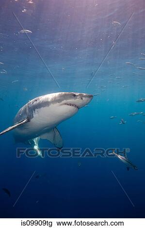 Great White Shark, Mexico View Large Photo Image Stock Image - Great White Shark, Mexico. Fotosearch
