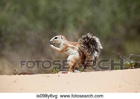 Ground squirrel in desert View Large Photo Image Stock Image - Ground squirrel in desert. Fotosearch