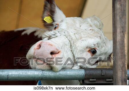 Herefordshire bull, close up View Large Photo Image Picture - Herefordshire bull, close up. Fotosearch