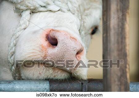 Picture - Herefordshire bull, close up. Fotosearch