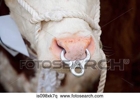 Herefordshire bull, close up View Large Photo Image Stock Photography - Herefordshire bull, close up. Fotosearch