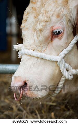 Stock Photography - Herefordshire bull, close up. Fotosearch