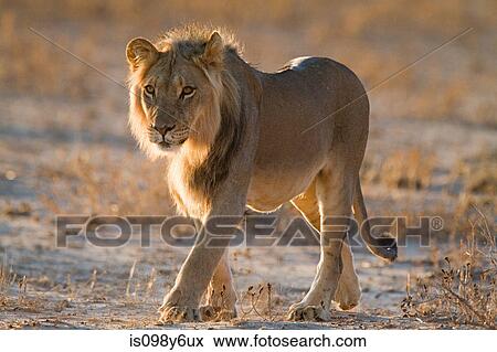 Lion walking in desert View Large Photo Image Stock Photo - Lion walking in desert. Fotosearch