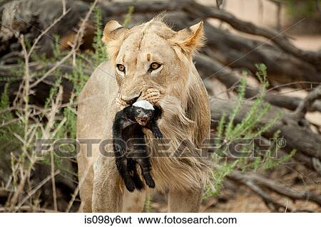 Lion with honey bear in mouth View Large Photo Image Stock Photograph - Lion with honey bear in mouth. Fotosearch