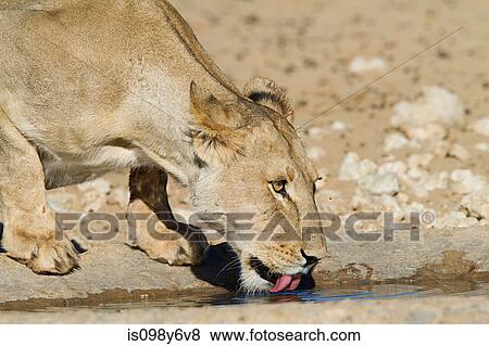 Stock Photo - Lioness drinking water. Fotosearch