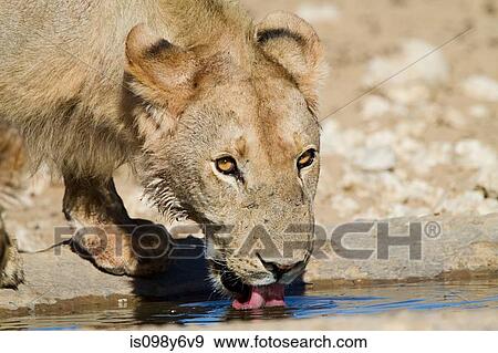 Lioness drinking water View Large Photo Image Stock Photo - Lioness drinking water. Fotosearch