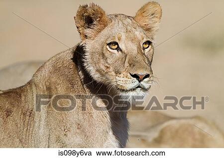 Lioness, portrait View Large Photo Image Stock Image - Lioness, portrait. Fotosearch