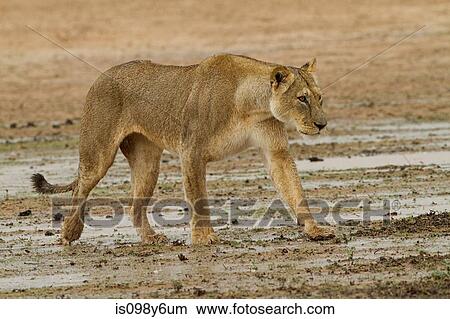 Lioness walking in desert View Large Photo Image Picture - Lioness walking in desert. Fotosearch