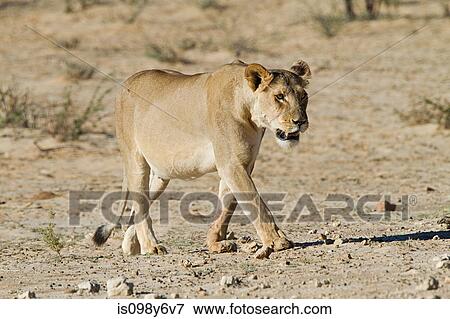 Lioness walking in desert View Large Photo Image Stock Photo - Lioness walking in desert. Fotosearch