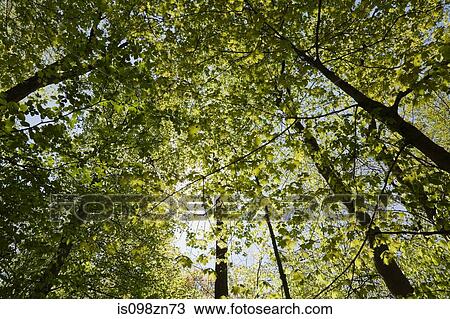 Looking up at trees View Large Photo Image Stock Image - Looking up at trees. Fotosearch