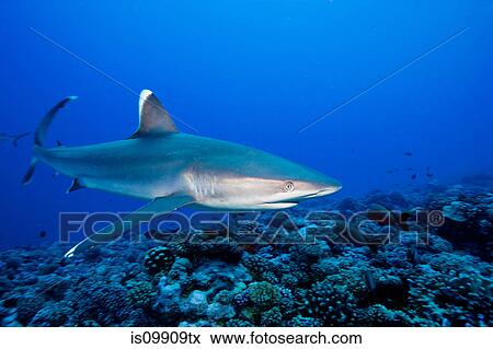 Stock Photo - Majestic silvertip shark. Fotosearch