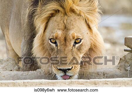 Male African lion, head shot View Large Photo Image Stock Image - Male African lion, head shot. Fotosearch