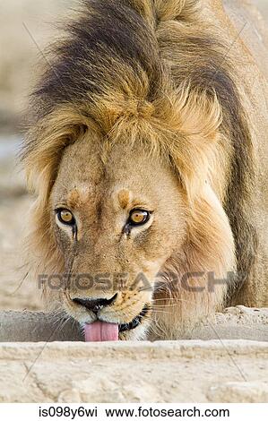 Male African lion, head shot View Large Photo Image Stock Image - Male African lion, head shot. Fotosearch