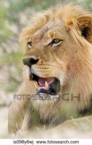 Male African lion, head shot View Large Photo Image Stock Image - Male African lion, head shot. Fotosearch