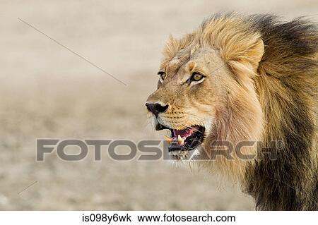Male African lion, head shot View Large Photo Image Stock Image - Male African lion, head shot. Fotosearch